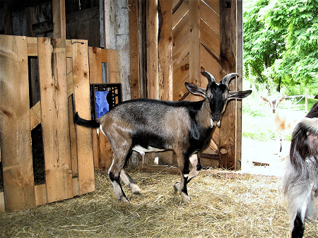 Goat b 2.png