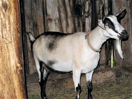 Goat a 2.png