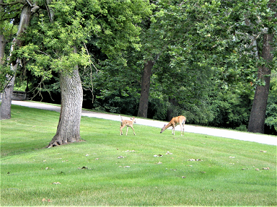 Grand Lawn Cemetery grounds 3.png